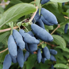 Жимолость съедобная Лазурная