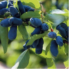 Жимолость съедобная Иоланта