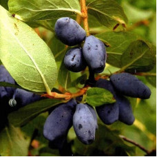 Жимолость съедобная Ленита