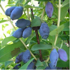 Жимолость съедобная Мальвина