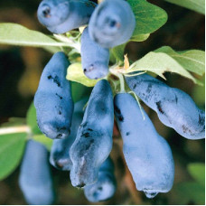 Жимолость съедобная Морена