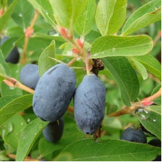 Жимолость съедобная Нимфа