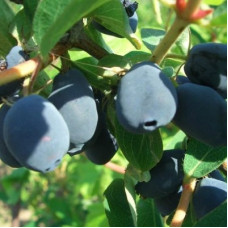 Жимолость съедобная Нижегородская ранняя