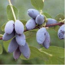 Жимолость съедобная Огненный опал