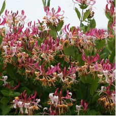 Жимолость приморская Каприлия Империал