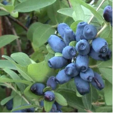 Жимолость съедобная Ребека