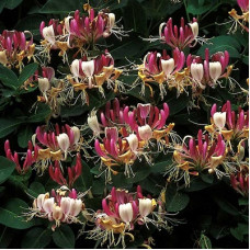 Жимолость приморская Серотина