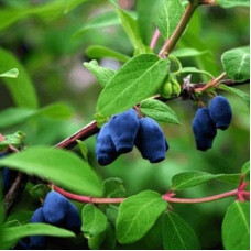 Жимолость съедобная Синеглазка