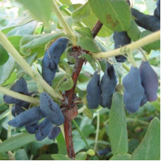 Жимолость съедобная Синичка