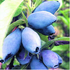 Жимолость съедобная Синяя Птица