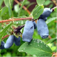Жимолость съедобная Славянка
