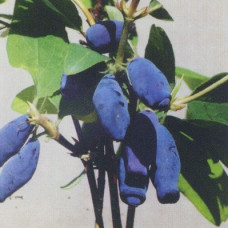 Жимолость съедобная Соловей