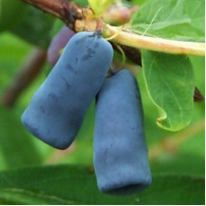 Жимолость съедобная Старт