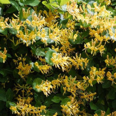 Жимолость Тельмана