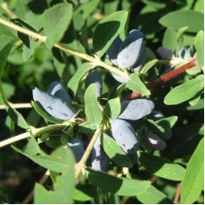 Жимолость съедобная Томичка