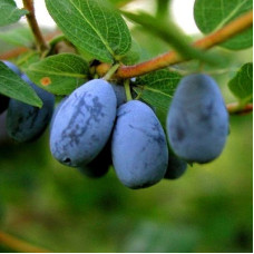 Жимолость съедобная Виола