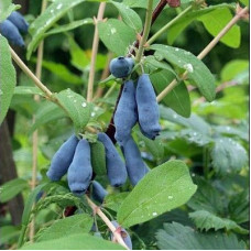 Жимолость съедобная Войтек