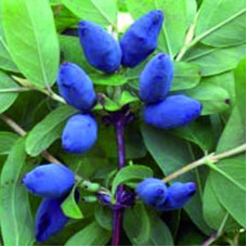 Жимолость съедобная Волхова