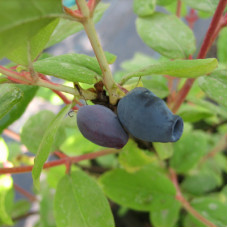 Жимолость съедобная Волшебница