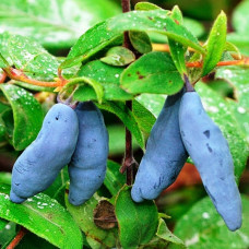 Жимолость съедобная Восторг (Серия Северный Сад) 