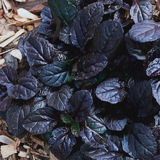 Живучка ползучая Махагон  