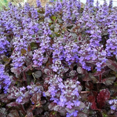 Живучка ползучая Блэк Скэллоп