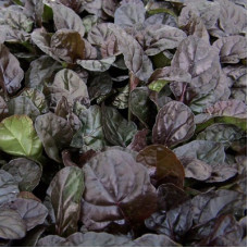 Живучка ползучая Браун Хетс