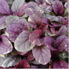 Живучка ползучая Бургунди Глоу