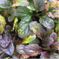 Живучка ползучая Рейнбоу (Мультиколор)