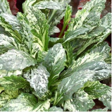 Живучка ползучая Спаклер