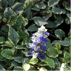 Живучка ползучая Вариегата