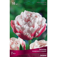 Тюльпан Зизани (махровый поздний)