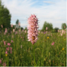 Змеевик большой (горец змеиный)