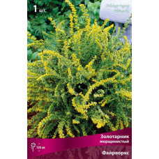 Золотарник  Файрворкс (морщинистый) 