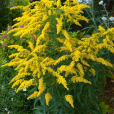 Золотарник гибридный Голден Двоф