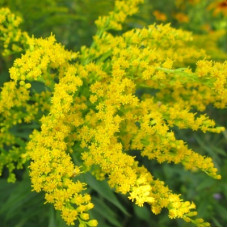 Золотарник канадский Патио