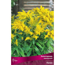 Золотарник канадский Патио (гибридный)