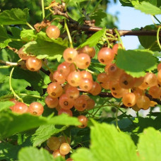 Смородина золотистая