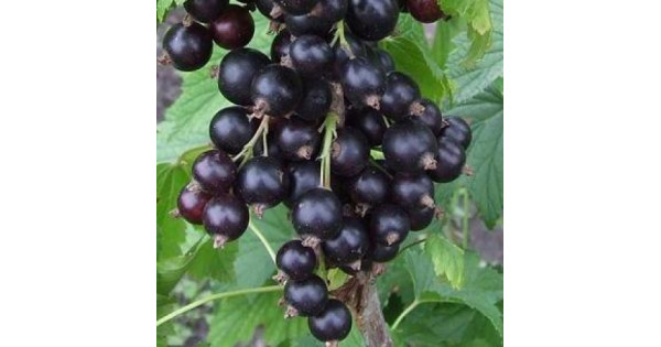 Смородина черная вологда описание сорта фото - Arhids.ru